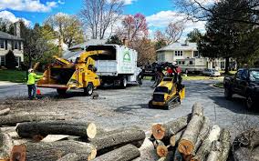 Best Tree Preservation Services  in Horizon City, TX