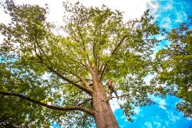 Best Tree Risk Assessment  in Horizon City, TX