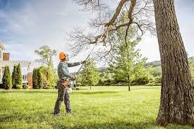 Best Tree and Shrub Care  in Horizon City, TX