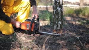 Best Commercial Tree Services  in Horizon City, TX