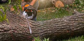 Best Lawn Mowing  in Horizon City, TX