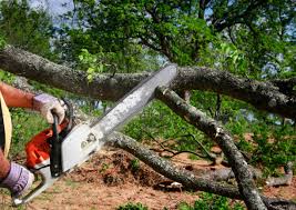 Best Emergency Tree Removal  in Horizon City, TX