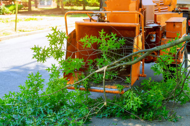 Best Tree Mulching  in Horizon City, TX