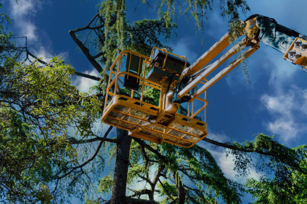 Best Tree Health Inspection  in Horizon City, TX