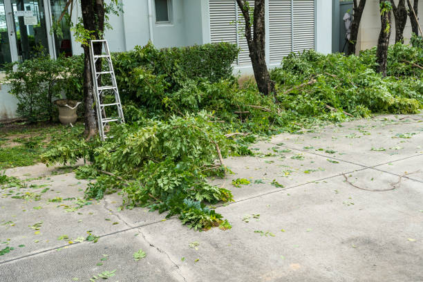 Best Tree Cabling and Bracing  in Horizon City, TX