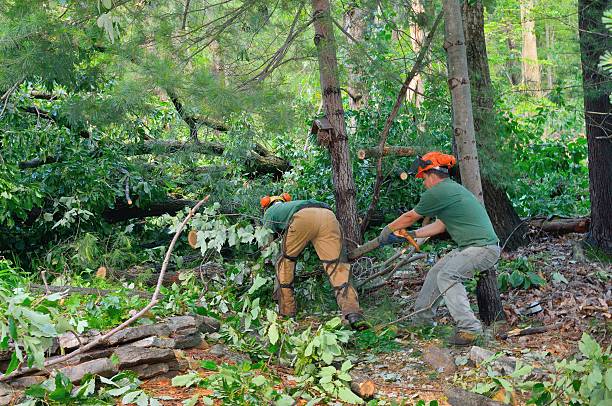 How Our Tree Care Process Works  in  Horizon City, TX