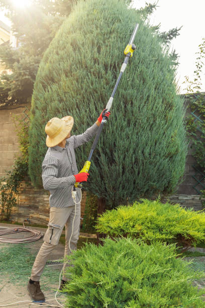 Best Tree Trimming and Pruning  in Horizon City, TX