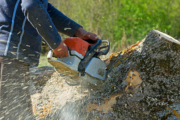 Best Tree Disease Treatment  in Horizon City, TX