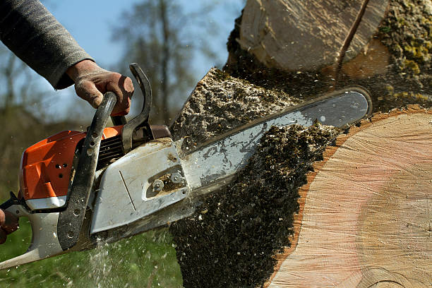 Best Tree Removal  in Horizon City, TX